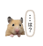 ●キンクマハムスター心の声●（個別スタンプ：24）