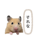 ●キンクマハムスター心の声●（個別スタンプ：27）