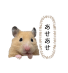 ●キンクマハムスター心の声●（個別スタンプ：28）