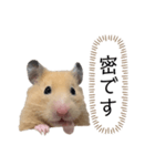 ●キンクマハムスター心の声●（個別スタンプ：31）