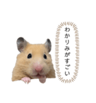 ●キンクマハムスター心の声●（個別スタンプ：35）