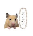 ●キンクマハムスター心の声●（個別スタンプ：36）