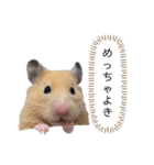 ●キンクマハムスター心の声●（個別スタンプ：37）