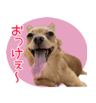 くにちゃんちのお犬様（個別スタンプ：1）