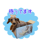 くにちゃんちのお犬様（個別スタンプ：2）