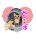 くにちゃんちのお犬様（個別スタンプ：4）