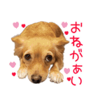 くにちゃんちのお犬様（個別スタンプ：5）