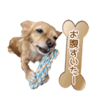 くにちゃんちのお犬様（個別スタンプ：7）