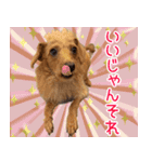 くにちゃんちのお犬様（個別スタンプ：10）