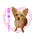 くにちゃんちのお犬様（個別スタンプ：11）