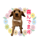 くにちゃんちのお犬様（個別スタンプ：12）