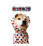 柴犬 アッシュ（個別スタンプ：1）