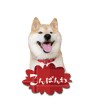 柴犬 アッシュ（個別スタンプ：2）