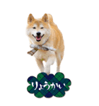 柴犬 アッシュ（個別スタンプ：3）