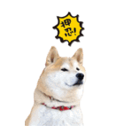 柴犬 アッシュ（個別スタンプ：5）