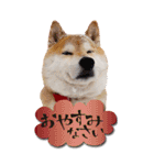柴犬 アッシュ（個別スタンプ：6）
