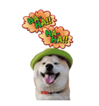 柴犬 アッシュ（個別スタンプ：10）
