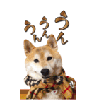 柴犬 アッシュ（個別スタンプ：11）