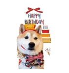柴犬 アッシュ（個別スタンプ：12）