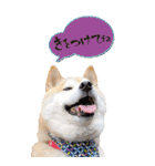 柴犬 アッシュ（個別スタンプ：15）