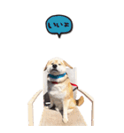 柴犬 アッシュ（個別スタンプ：16）