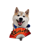 柴犬 アッシュ（個別スタンプ：19）