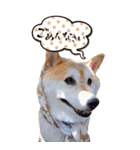 柴犬 アッシュ（個別スタンプ：22）