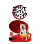 柴犬 アッシュ（個別スタンプ：23）