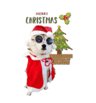柴犬 アッシュ（個別スタンプ：24）