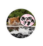 アーユルキャット クリスマスとお正月（個別スタンプ：3）