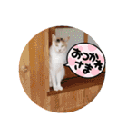 アーユルキャット クリスマスとお正月（個別スタンプ：4）