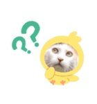 アーユルキャット クリスマスとお正月（個別スタンプ：6）