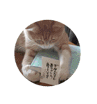 アーユルキャット クリスマスとお正月（個別スタンプ：7）