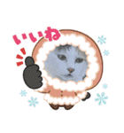 アーユルキャット クリスマスとお正月（個別スタンプ：11）