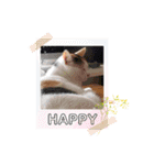 アーユルキャット クリスマスとお正月（個別スタンプ：16）