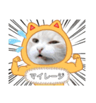アーユルキャット クリスマスとお正月（個別スタンプ：17）