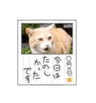 アーユルキャット クリスマスとお正月（個別スタンプ：18）