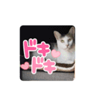 アーユルキャット クリスマスとお正月（個別スタンプ：20）