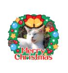アーユルキャット クリスマスとお正月（個別スタンプ：25）
