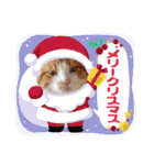 アーユルキャット クリスマスとお正月（個別スタンプ：26）