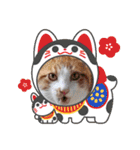 アーユルキャット クリスマスとお正月（個別スタンプ：27）