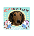 ダックスちゃん＆チワワちゃん（個別スタンプ：5）