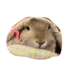 うさうさうさどんっ（個別スタンプ：2）