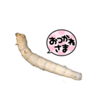 Silk worm（個別スタンプ：3）