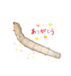 Silk worm（個別スタンプ：7）