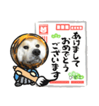 秋田犬ビスコのスタンプ4 年末年始のご挨拶（個別スタンプ：4）