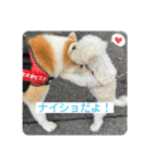 秋田犬ビスコのスタンプ4 年末年始のご挨拶（個別スタンプ：14）