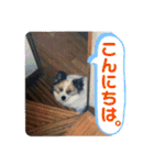 ねこ丸のお友達（個別スタンプ：6）