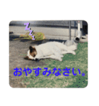 ねこ丸のお友達（個別スタンプ：7）