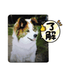 ねこ丸のお友達（個別スタンプ：9）